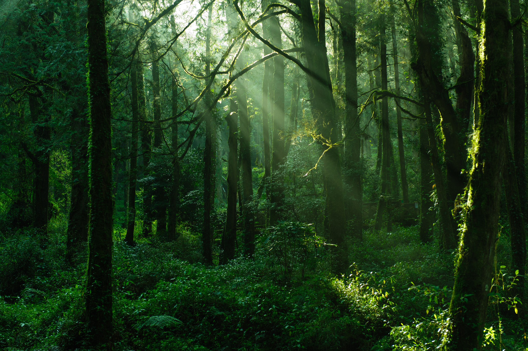 green forest